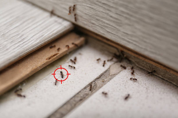 Best Local Pest Control Services  in Madison, OH